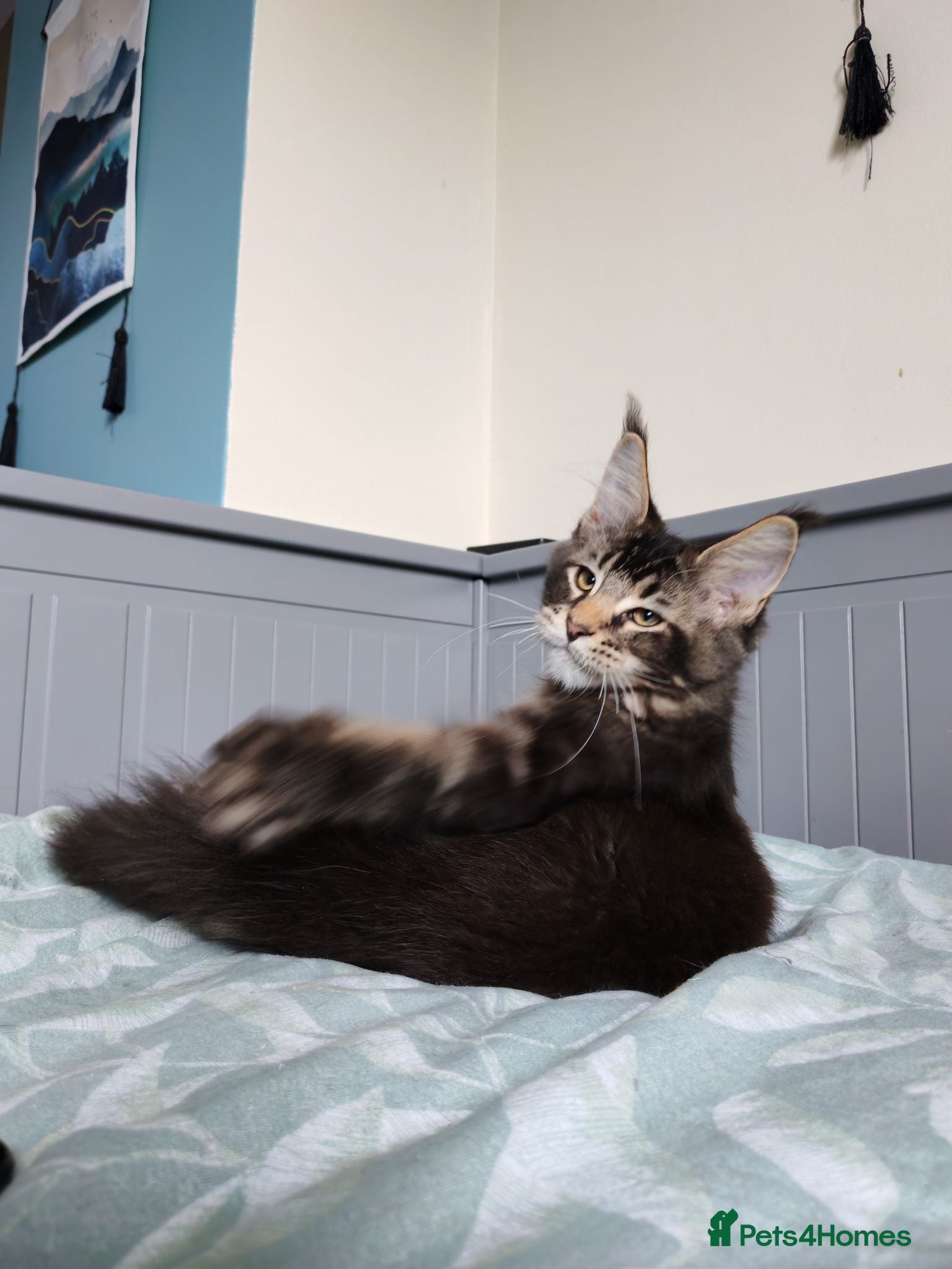 Maine Coon cats Leo Alexander TitaniumCat - Maine coon kitten 😍  - Advert 1