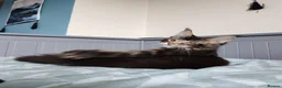 Maine Coon cats for sale: Leo Alexander TitaniumCat - Maine coon kitten 😍  - Advert 1