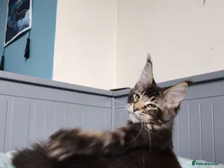 Maine Coon cats Leo Alexander TitaniumCat - Maine coon kitten 😍 - Advert 1