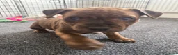 Staffordshire Bull Terrier dogs for sale: Staffordshire Bull Terrier Puppies - Advert 8