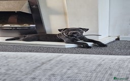 Staffordshire Bull Terrier dogs for stud: Stunning blue staffy for 1st time stud - Image 2