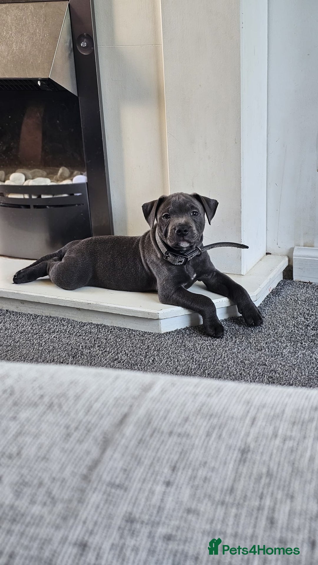 Staffordshire Bull Terrier dogs for stud: Stunning blue staffy for 1st time stud - Image 2