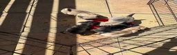 Frug dogs for sale: Last frug girl left  - Advert 5