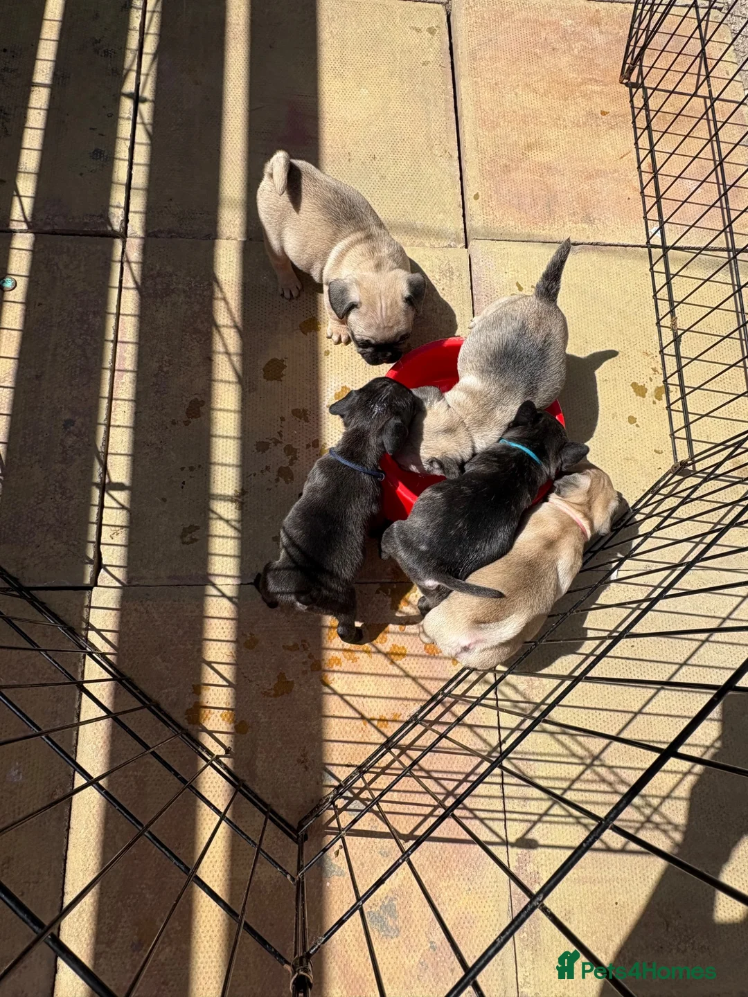 Frug dogs for sale: Last frug girl left  - Advert 5