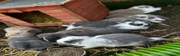 French Lop rabbits for sale: 🩷💙 French lop Kits ready to go 2nd June 🩷💙 - Advert 6