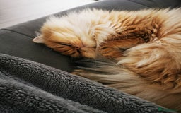 British Longhair cats for sale: Beautiful British Longhair - Image 10