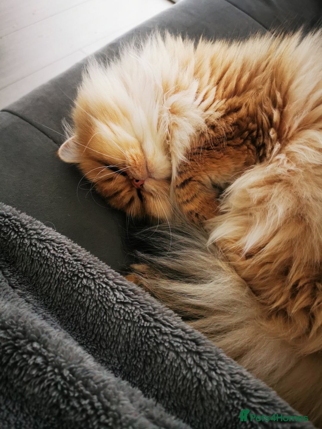 British Longhair cats for sale: Beautiful British Longhair - Image 10