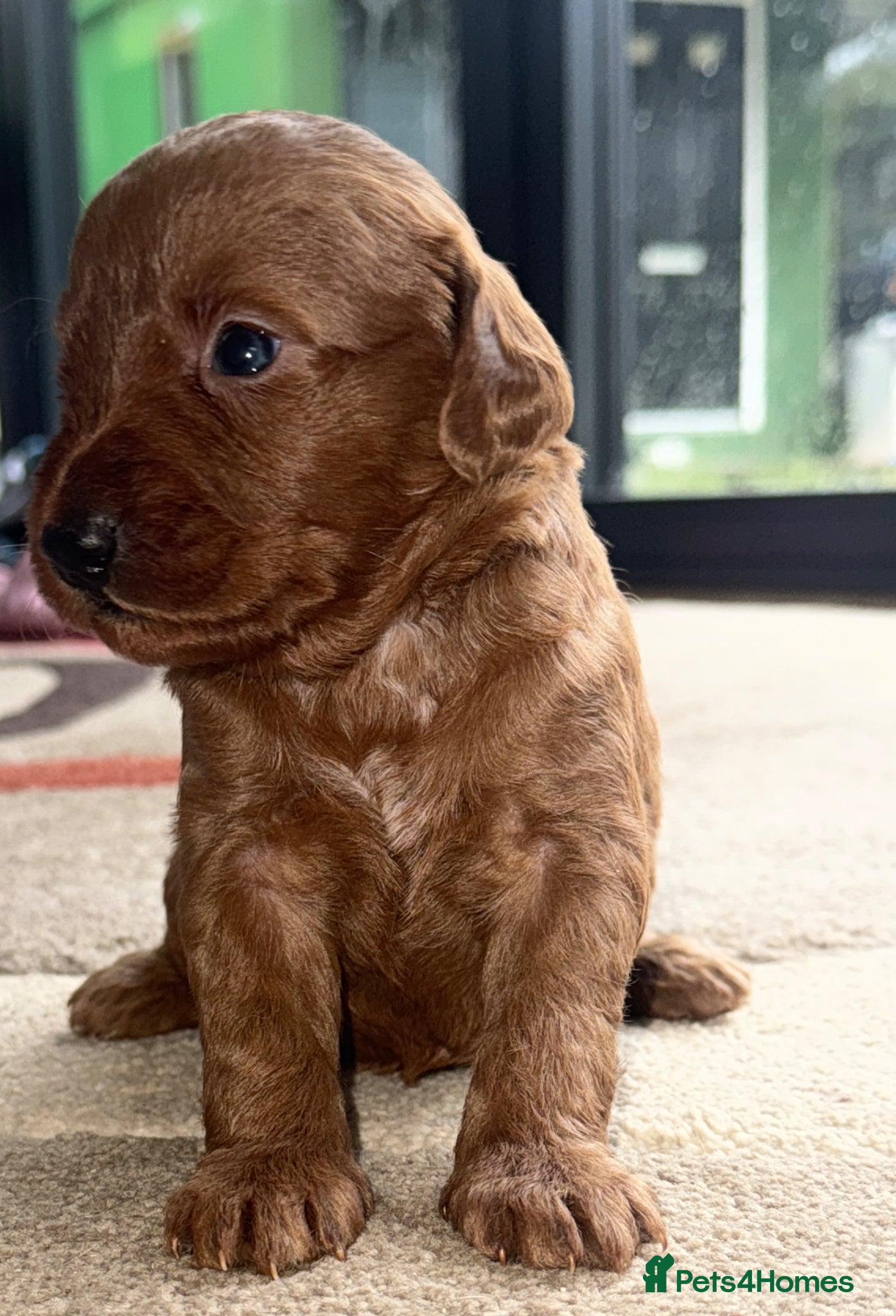 Labradoodle dogs Amazing , excessively health tested. F1  - Advert 1