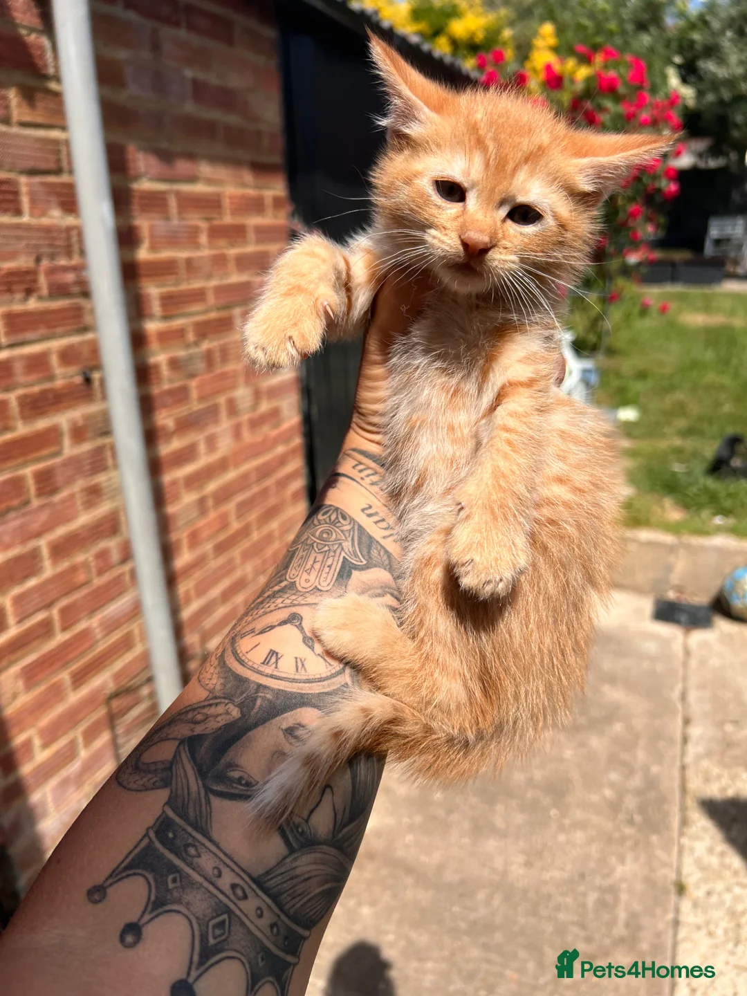 Mixed Breed cats for sale:     Beautiful Healthy Kittens Ready To Reserve  - Advert 2