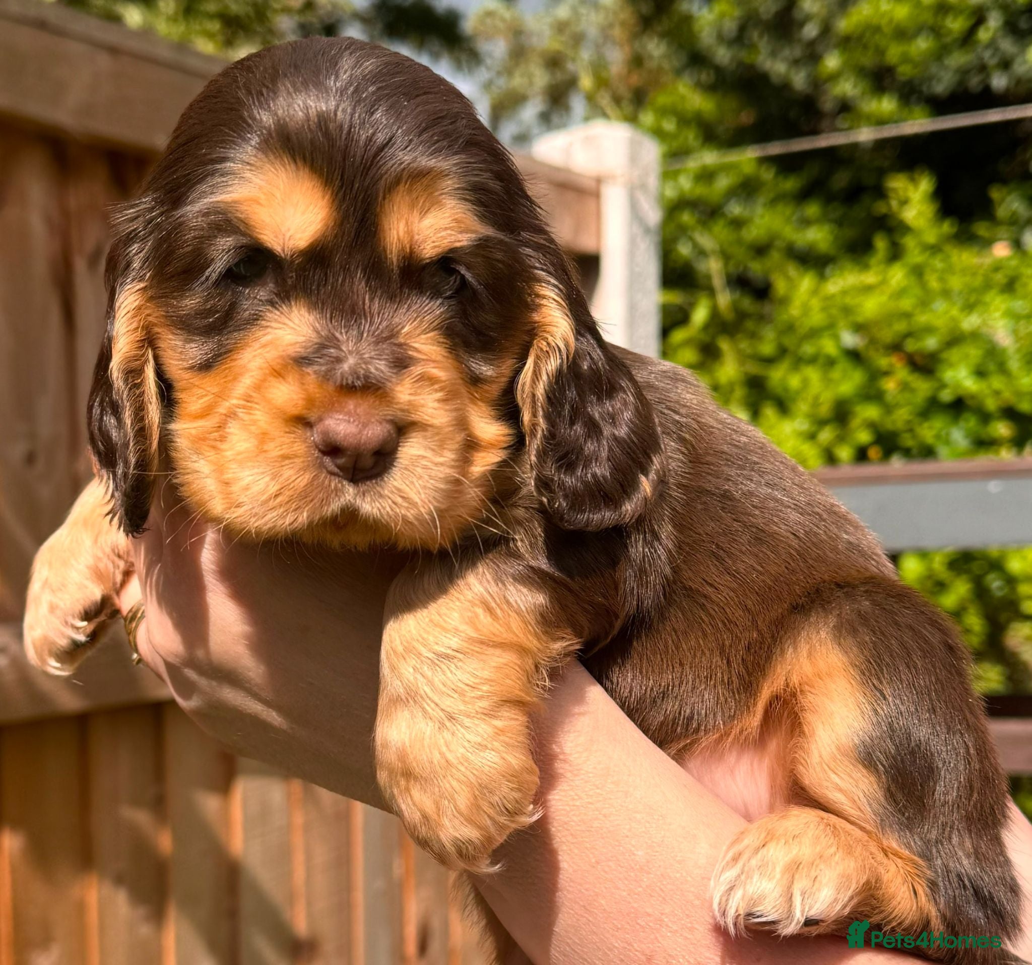 Cocker Spaniel dogs ✨️💜 ADORABLE KC HEALTH TESTED SHOW COCKERS - Advert 2