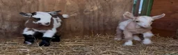 Goats livestock for sale: Kaleb and Jeremy  - Advert 16