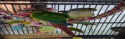 Conures birds for sale: Pineapple and cinnamon baby conures  - Advert 6