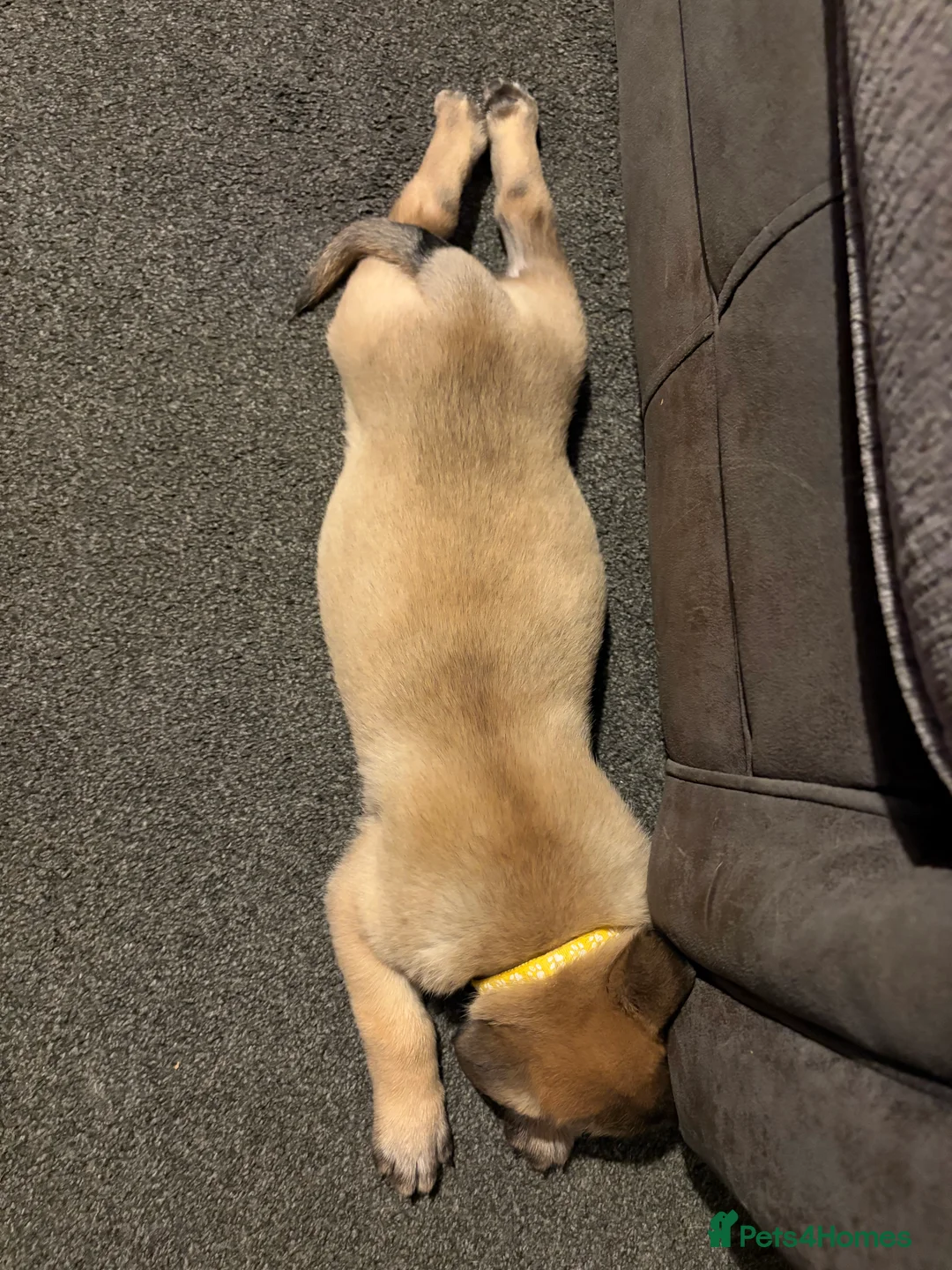 Mixed Breed dogs for sale: Belgium Malinois x Dutch Herder Puppies - Advert 22