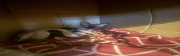 Sphynx cats for sale: Beautiful Sphynx kittens  - Advert 9
