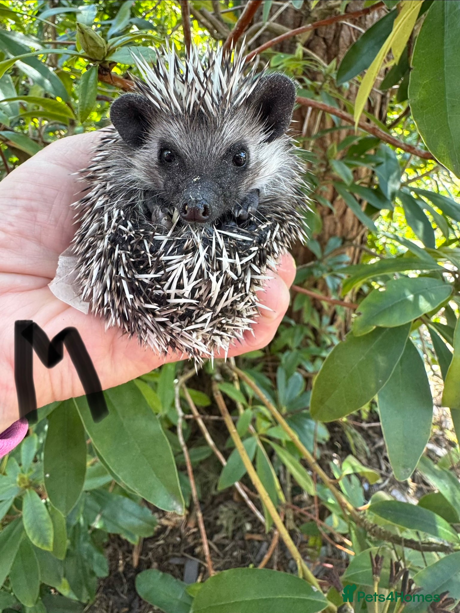 Pygmy Hedgehog rodents 8 week old baby hoglets-mixed colours-READY NOW - Advert 3