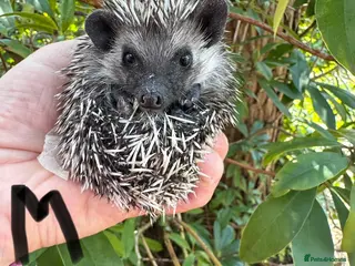 Pygmy Hedgehog rodents 8 week old baby hoglets-mixed colours-READY NOW - Advert 3