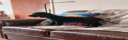 Cocker Spaniel dogs for sale: Working cocker Spaniel 1 Black Boy Left !  - Advert 6