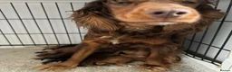 Cockapoo dogs for sale: ADORABLE COCKAPOOS  - Advert 3