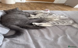 British Shorthair cats for sale: GCCF BSH Chinchilla Rare, Beautiful Kittens - Image 13