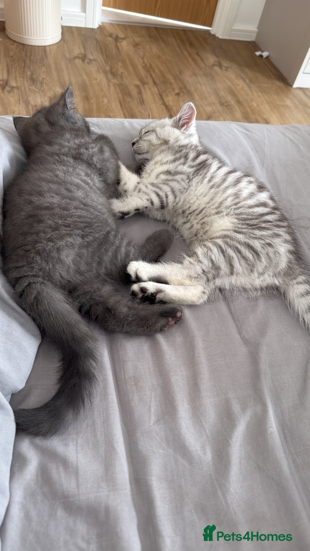 British Shorthair cats for sale: GCCF BSH Chinchilla Rare, Beautiful Kittens - Image 13