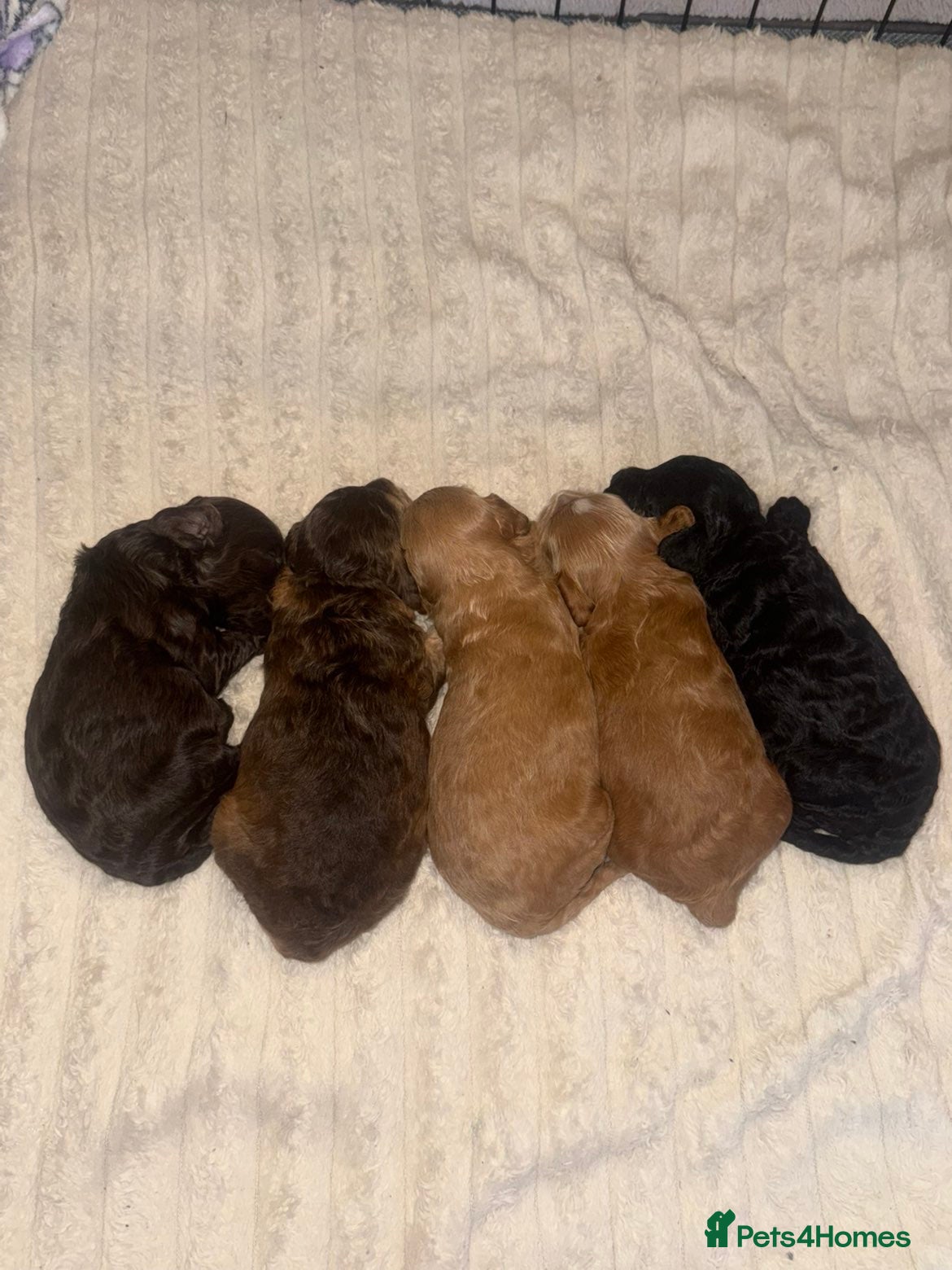 Cockapoo dogs 4 Beautiful F1b toy cockapoos left - Advert 5