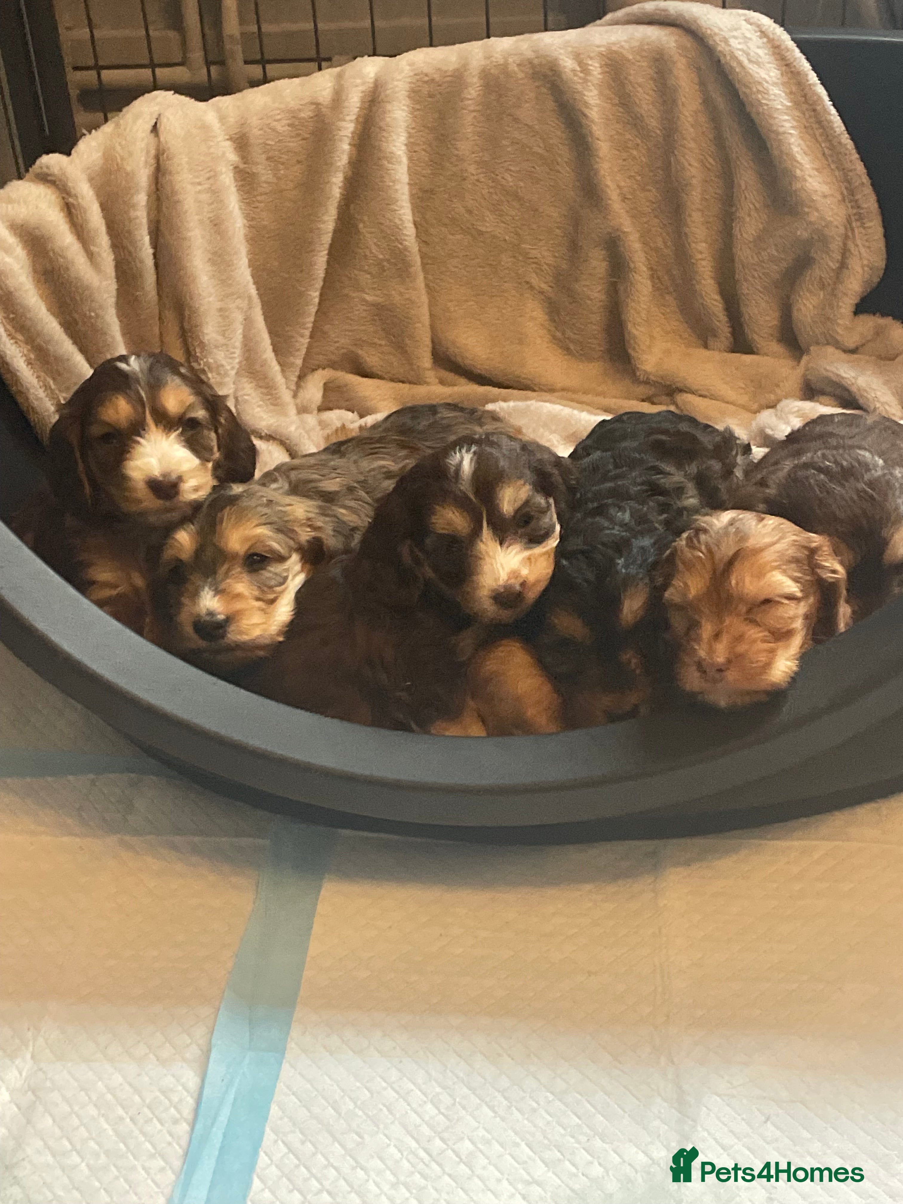 Cockapoo dogs Stunning sable cockapoos  - Advert 14