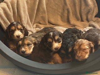 Cockapoo dogs Stunning sable cockapoos - Advert 14