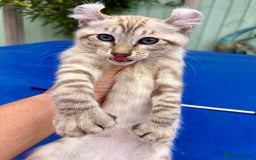 Keetso cats for sale: Super snow leopard girl  - Image 17
