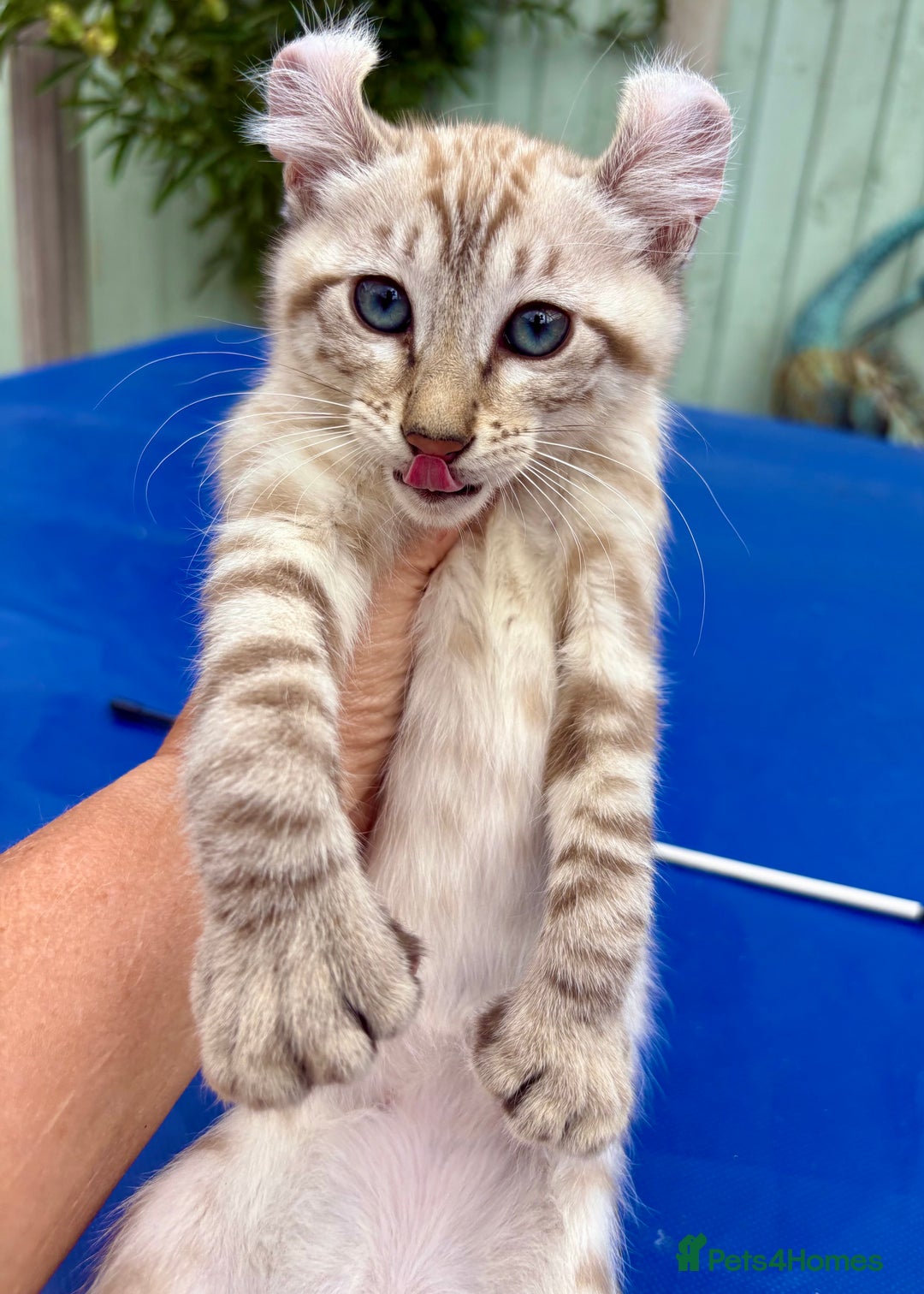 Keetso cats for sale: Super snow leopard girl  - Image 17