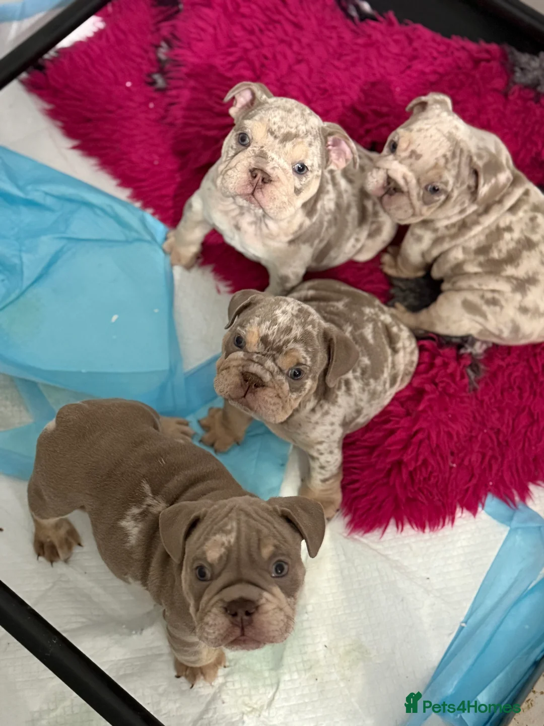English Bulldog dogs for sale: KC Male English Bulldogs  - Advert 6