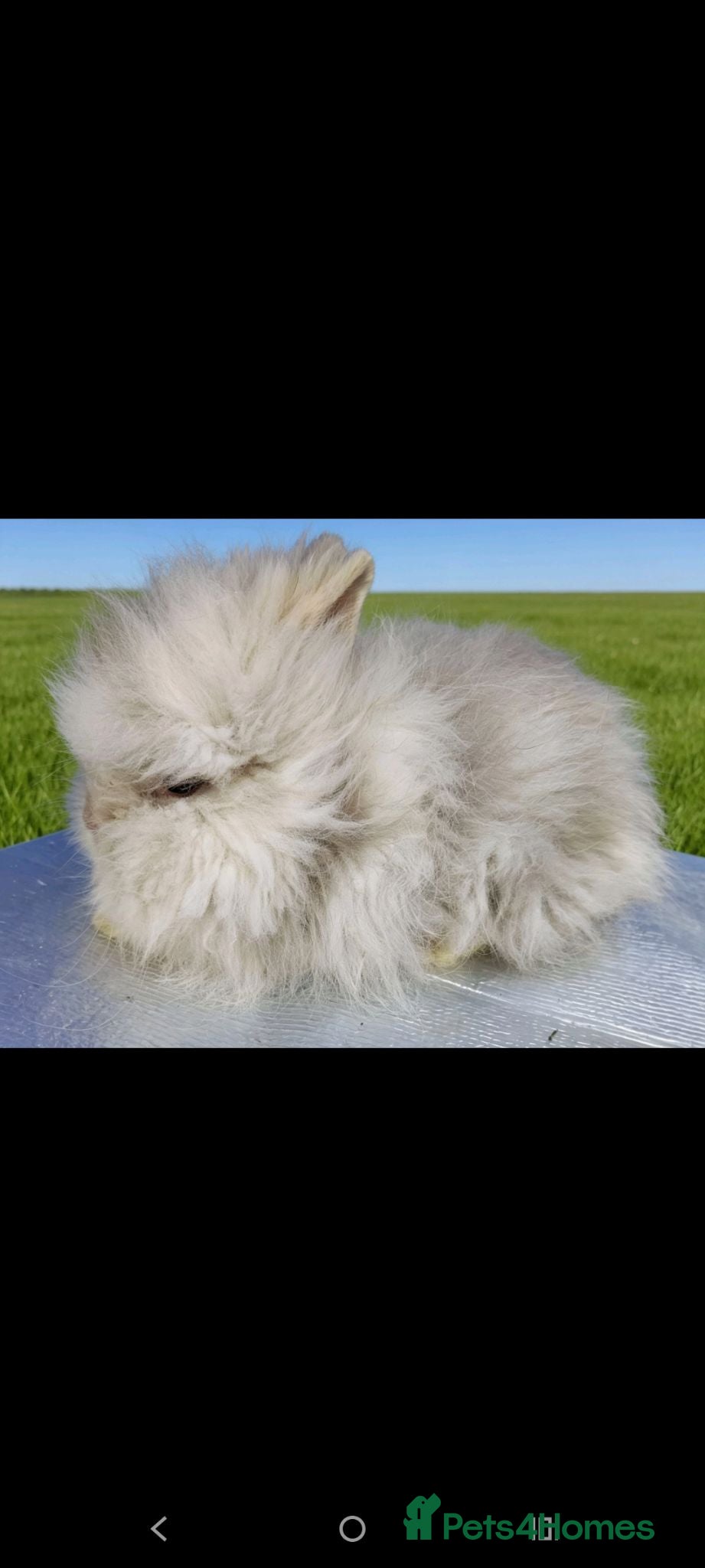 Mini Lop rabbits Beautiful bunnies - Advert 12