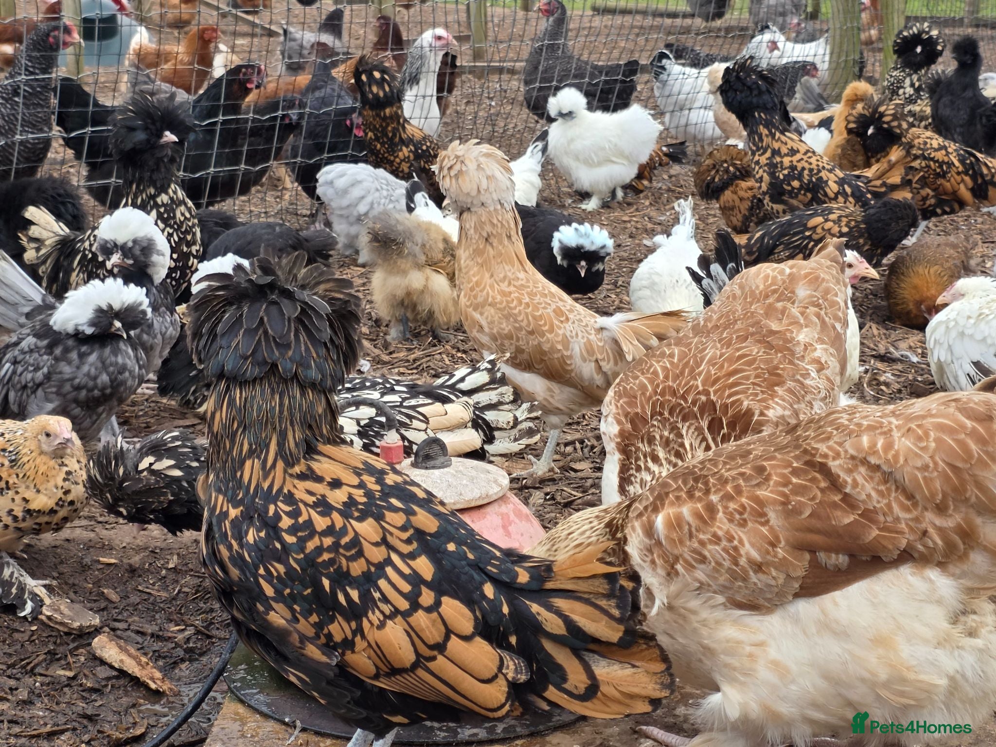 Chickens poultry Pure breed bantoms - Advert 2