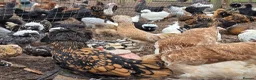 Chickens poultry for sale: Pure breed bantoms - Advert 2