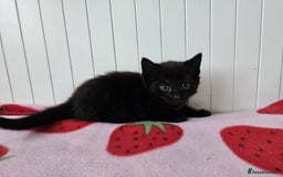 Mixed Breed cats for sale: Two beautiful litters of kittens😻🐱😹 - Image 18