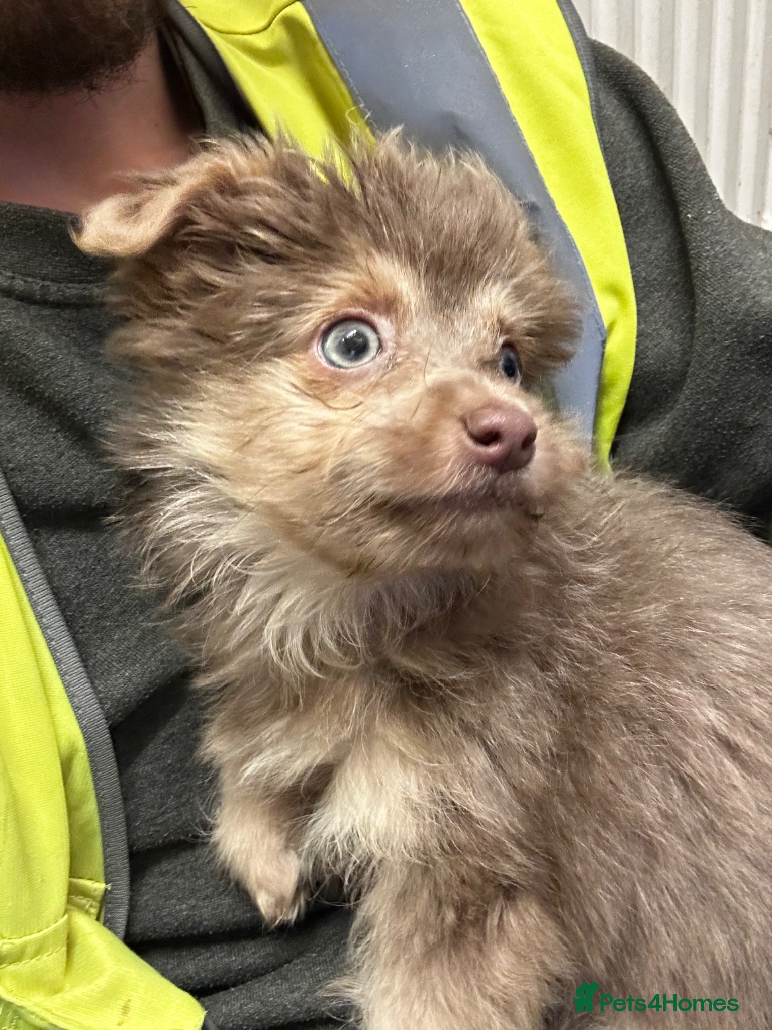 Mixed Breed dogs Male Shorkie Cross Chihuahua Puppies 🐾 - Advert 5