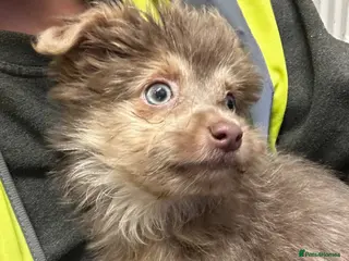 Mixed Breed dogs Male Shorkie Cross Chihuahua Puppies 🐾 - Advert 5