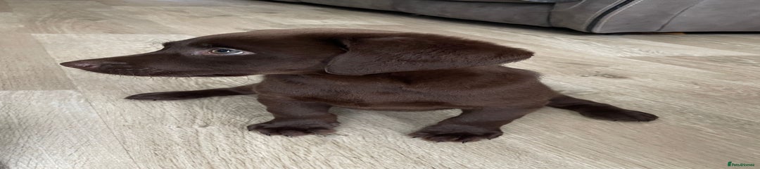 Labrador Retriever Puppy 1