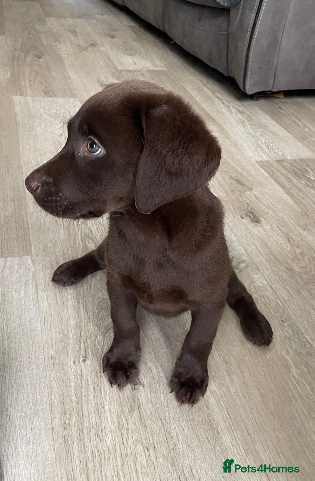 Labrador Retriever dogs for sale: Labrador puppies  - Image 11