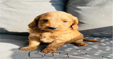 Cockapoo dogs - Advert 2