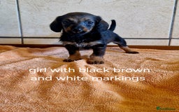 Doxiepoo dogs for sale: 9 beautiful doxiepoo puppies for sale  - Image 7