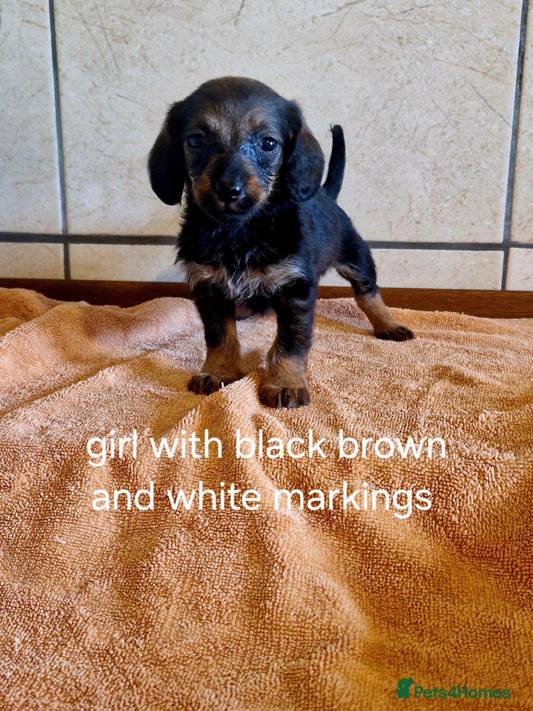 Doxiepoo dogs for sale: 9 beautiful doxiepoo puppies for sale  - Image 7