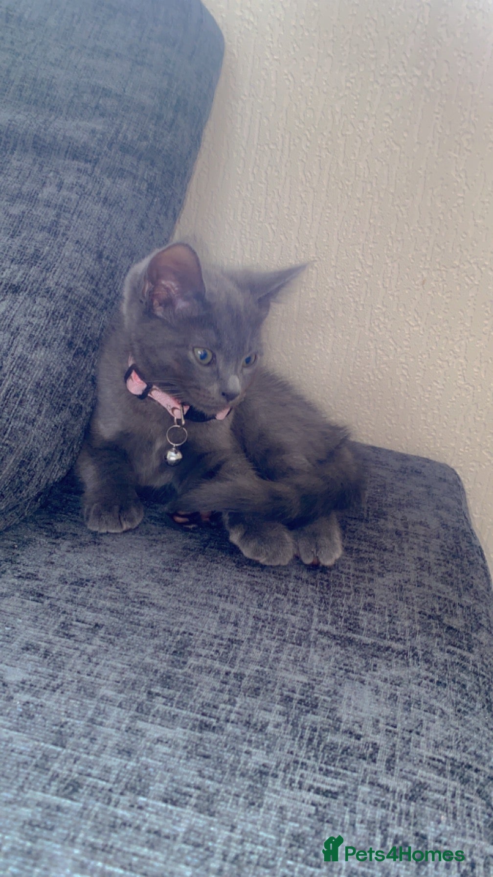 Russian Blue cats Girl kitten age 4 months - Advert 5