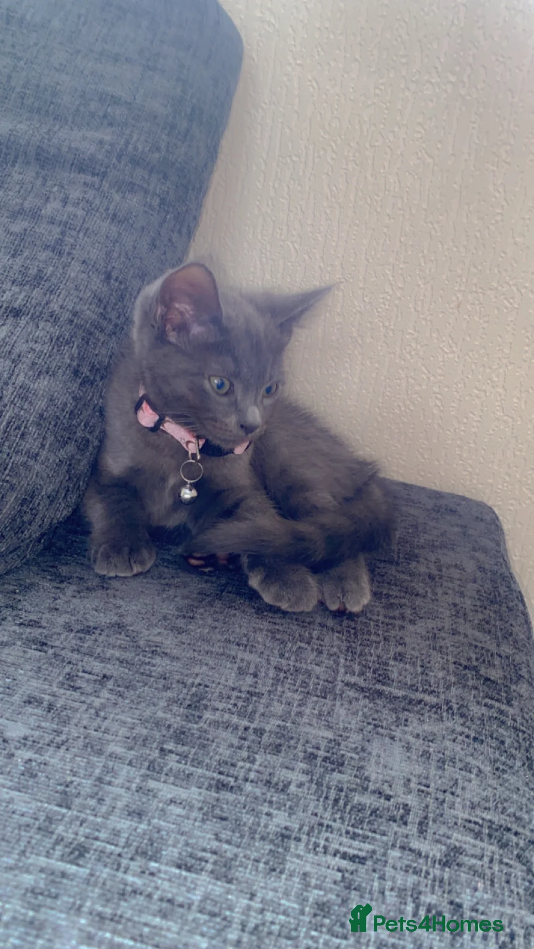 Russian Blue cats for sale: Girl kitten age 4 months - Advert 1