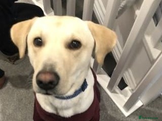 Labrador Retriever dogs Energetic Labrador retriever - Advert 1