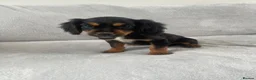 Cocker Spaniel dogs for sale: 4 outstanding cocker spaniels  - Advert 14