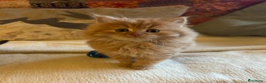 Persian Kitten 1
