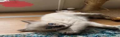 Ragdoll Kitten 2