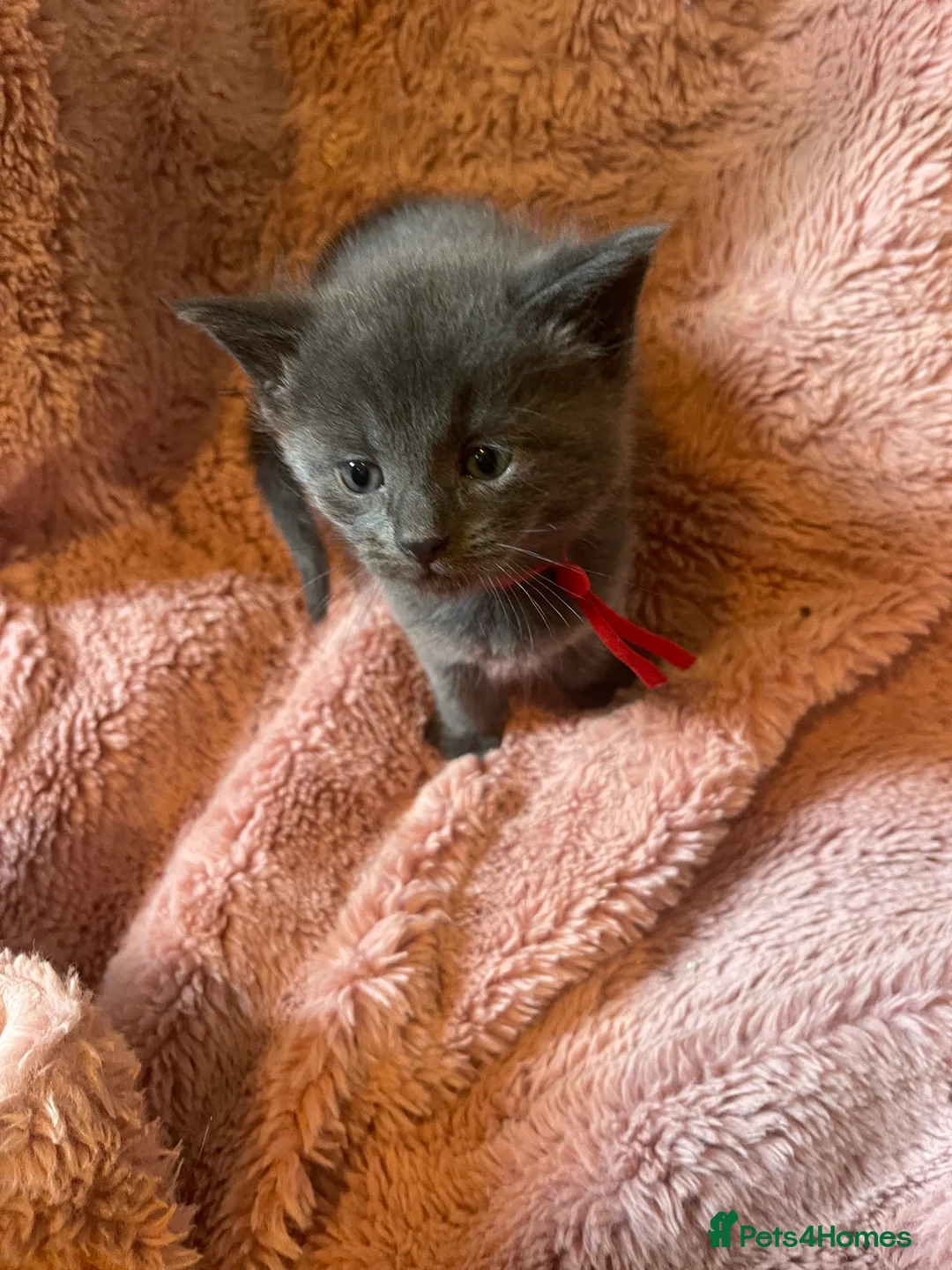Maine Coon cats for sale: Gorgeous three quarter Maine Coon Kittens 🐈‍⬛  - Advert 12