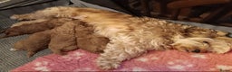 Cavapoochon dogs for sale: Stunning Cavapoochon Puppies - Advert 7