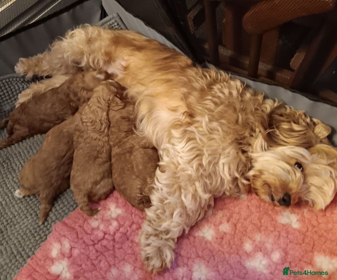 Cavapoochon dogs for sale: Stunning Cavapoochon Puppies - Advert 7